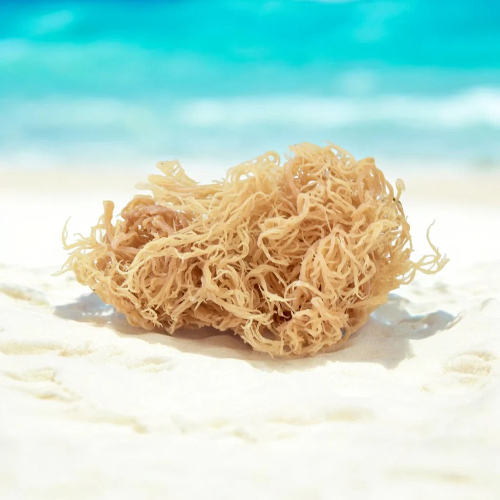 5lb Tanzanian Sea Moss